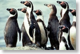 Peruvian Penguin 